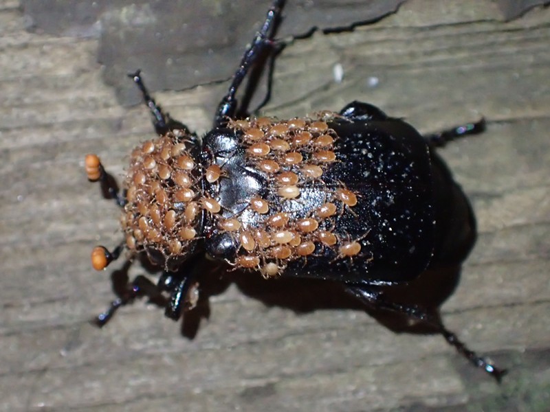 A beetle covered in dozens of pale mites.